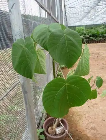 火麻树会蜇人的植物