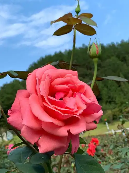 玫瑰是英国的国花;花语:爱情,爱与美,容光焕发,勇敢,高贵.