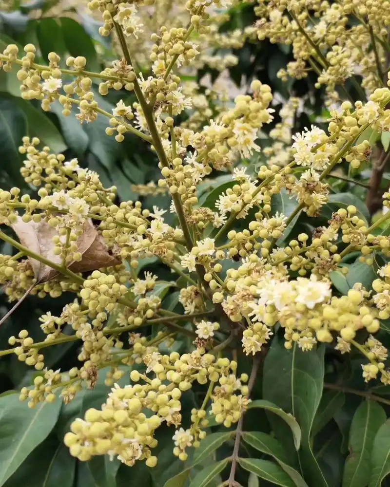 荔枝花上的小蜜蜂