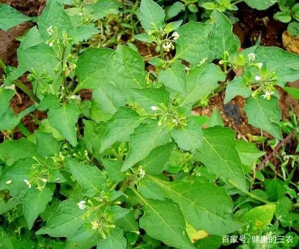 "龙葵"农村家园里最常见植物,现在价值已经不菲!