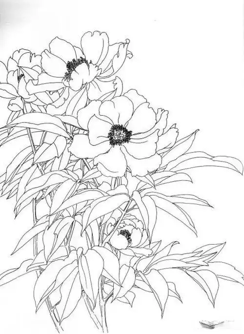 工笔芍药的画法步骤与白描底稿