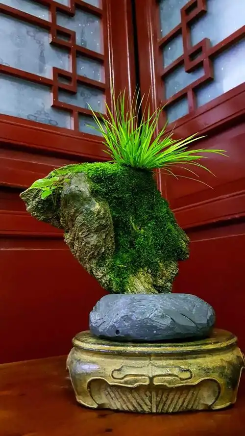 蒲友铁骨的附石菖蒲法