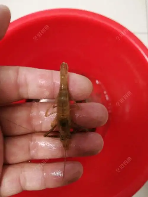 今天又钓了一只小虾米!公虾米!