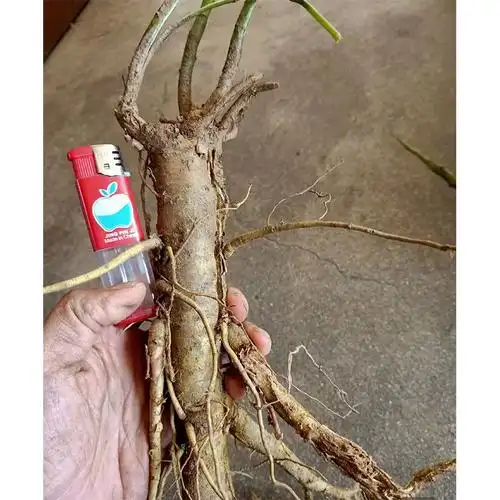 新鲜苦参野生现挖整根地槐条好汉枝山槐根皮肤痒痱子妇科中药材晒干1