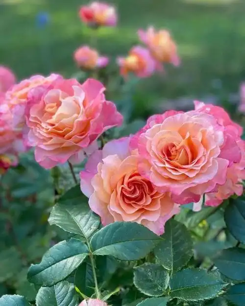 奥古斯塔61路易斯95#月季德国坦陶庭院月季作品,荣获八项国际大奖