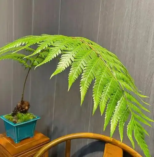 金毛狗蕨是什么江苏一花店老板贩卖一百多盆最终被判刑