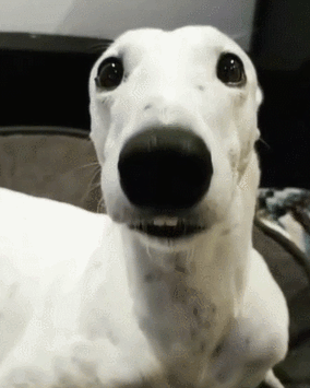 狗狗gif搞笑gif无耳造型gif雷人gif