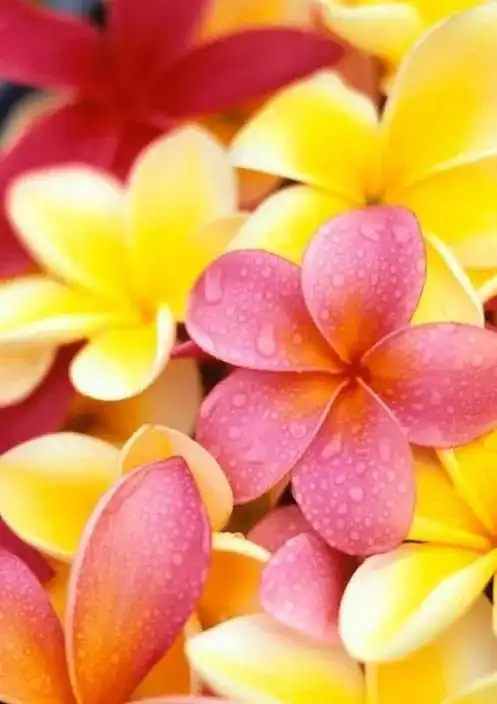 花朵壁纸:清新纯雅的鸡蛋花_网易订阅