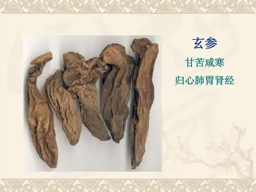 中药学课件 玄参 甘苦咸寒 归心肺胃肾经