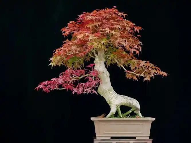 红枫出猩猩05千里马