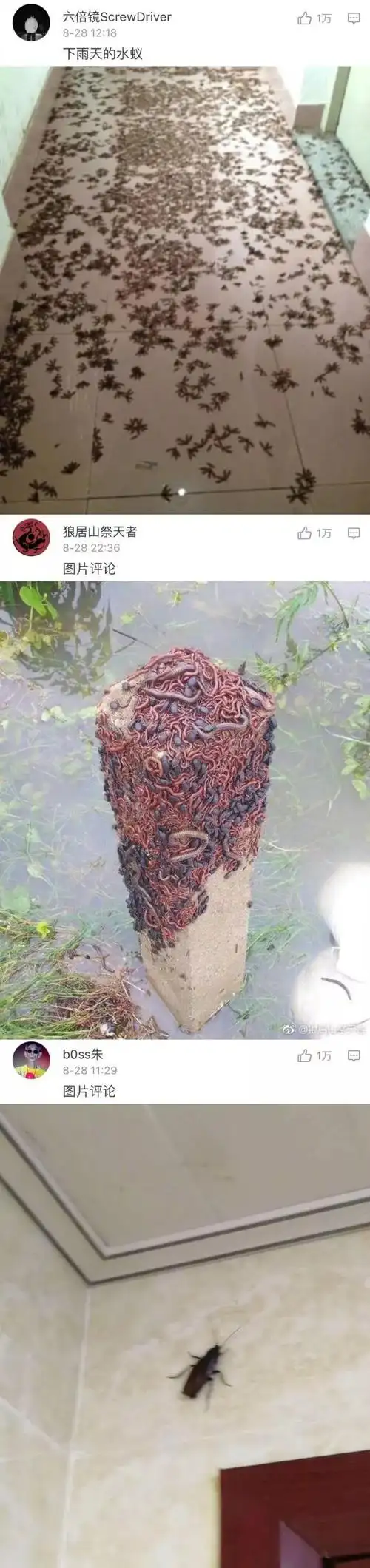 古有南方大蟑螂,今有南方大虫子,恐怖到无法呼吸.