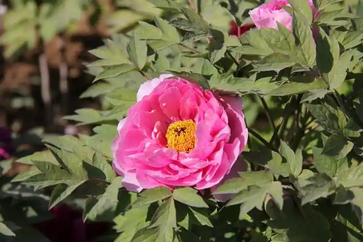 河南洛阳牡丹旅游攻略 河南洛阳牡丹旅游景点大全介绍