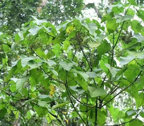 p>火麻树(学名: i>dendrocnide urentissima /i> (gagnep.