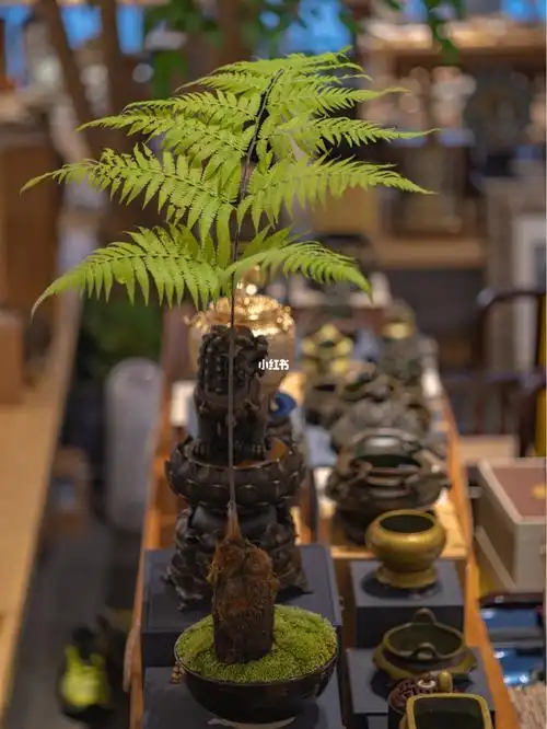 金毛狗蕨就是懒人植物,3种水培方法详谈_金毛_加水_加湿器_吸水性