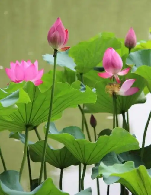 其它 水中荷花园 写美篇七月的夏天,骄阳似火,公园里荷花盛开了,婷婷