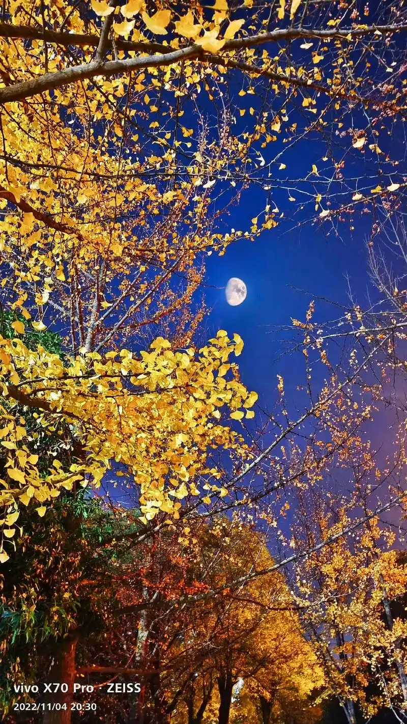 月亮下的银杏树#手机摄影 #属于秋天的颜色 #落叶知秋风渐凉 - 抖音