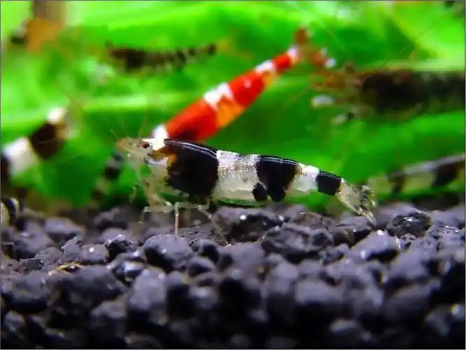 人教部编版三年级下册15* 小虾授课ppt课件