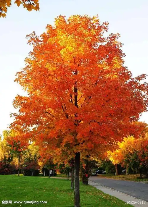 秋天的枫树(351班张迎悦)