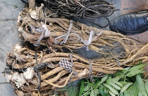 贵州草药野生苦参根中药材山槐根纯天然风干苦骨茶地其他药食同源食品