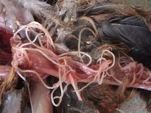 鸡蛔虫病的病原特点和症状表现 - 寄生虫病 - 鸡病专业网