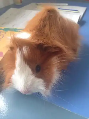 这是什么宠物鼠,求名字