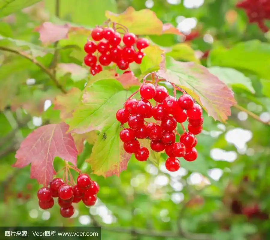 灌木丛上的一簇簇红色荚蒾