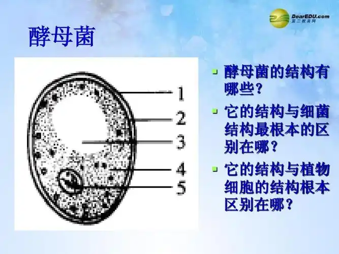 3.3 真菌课件 济南版ppt