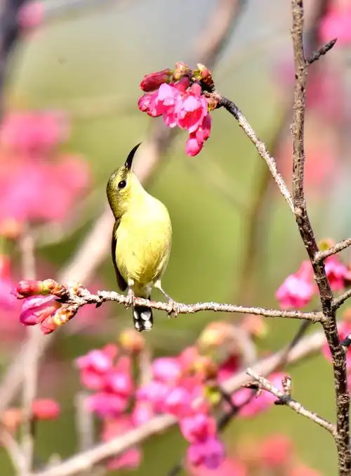 春天花儿盛开,鸟儿飞来对花儿说:它也爱唱歌,花儿说来吧咱们一块唱.
