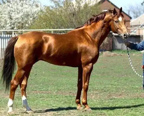 的提高能力,以哈萨克马为基础,其中又加入了奥尔洛夫,布琼尼,顿河马