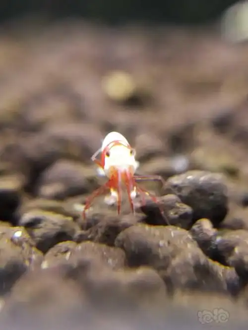 我是一只小虾米