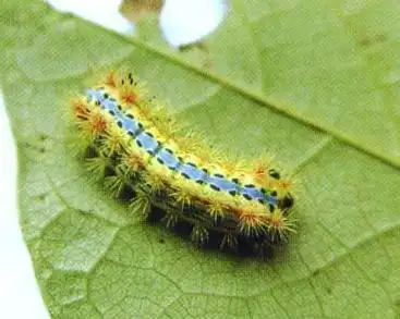 在枣树上有一种毛茸茸会蜇人的虫子叫什么?被蜇了以后该怎么治疗啊?