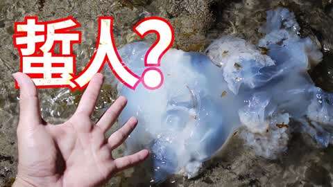 岸边好多大水母和藻类听说这种水母可以吃但看上去感觉会蜇人