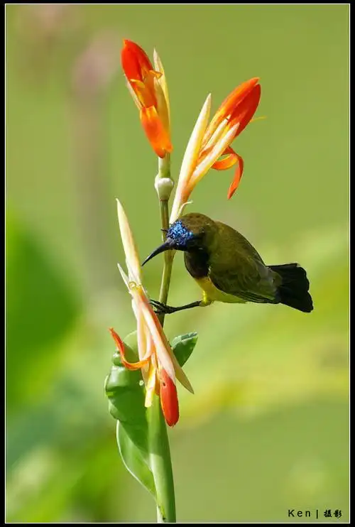 停留在花上的两只太阳鸟