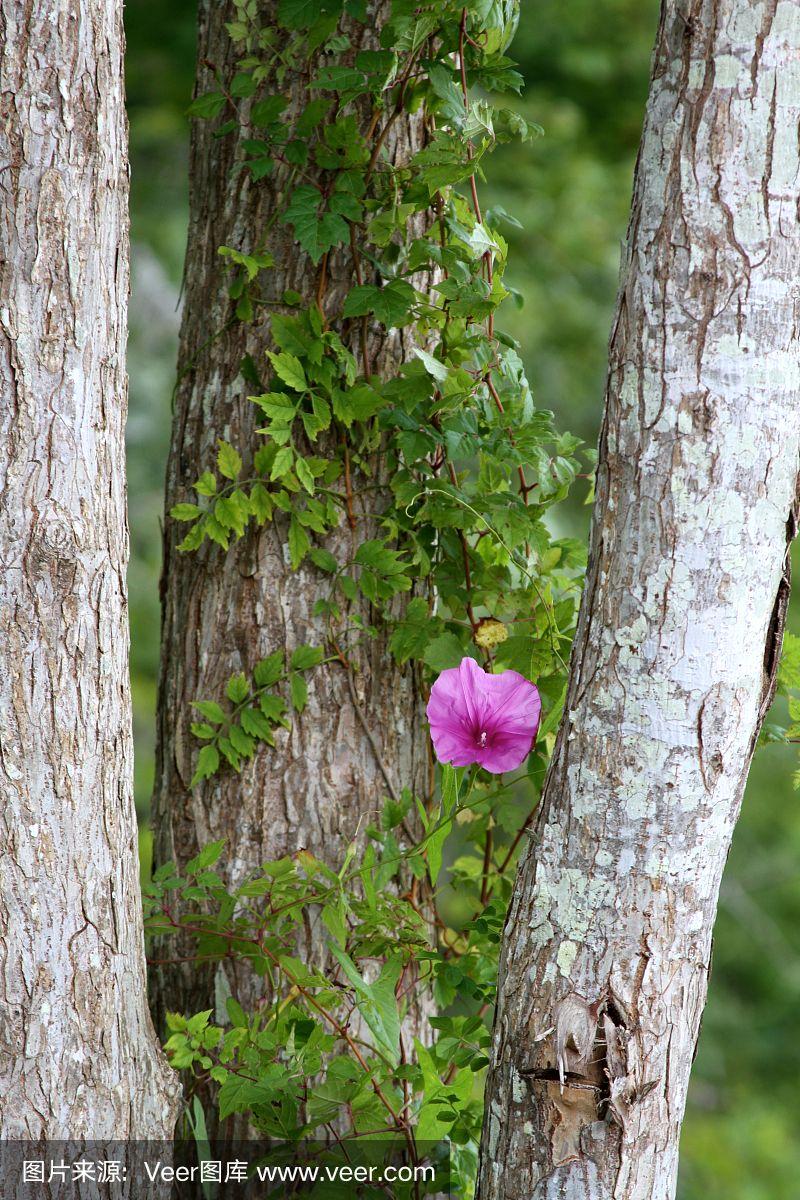 一朵野生牵牛花爬上了树