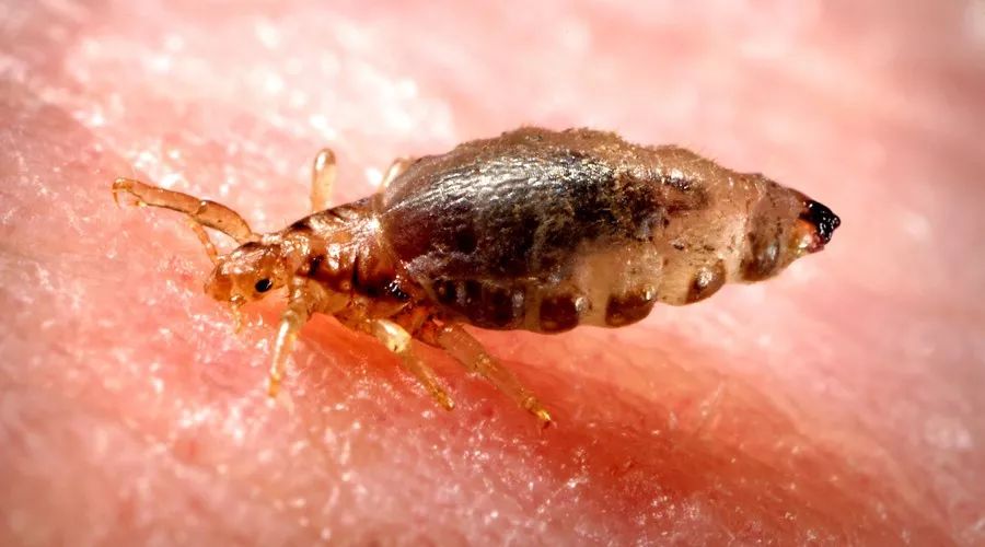 珠海人千万小心!这个虫子会夺命!